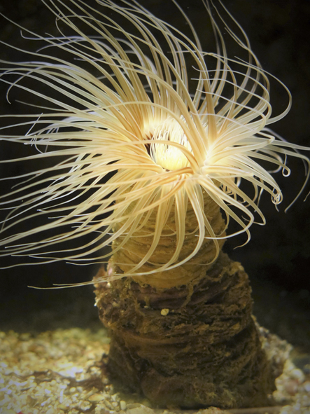 anemone-de-mer